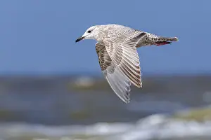 Framed Print : Thayer's Gull Print, First-winter Larus thayeri in Flight Framed Print : Thayer's Gull Print, First-winter Larus thayeri in Flight