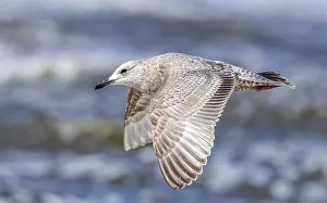 Framed Print : Thayer's Gull Print - First-winter Larus thayeri in Flight Framed Print : Thayer's Gull Print - First-winter Larus thayeri in Flight