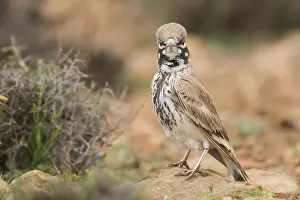 Daytime Bird Photography Tips Prints: Thick-billed Lark