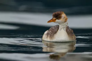 South American Birdlife Prints: Titicaca Grebe