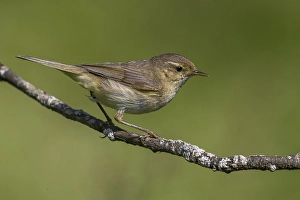 Images Dated 25th June 2015: Phylloscopus collybita Print