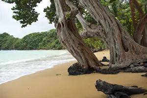 Caribbean Beach Scene Prints: Tobago