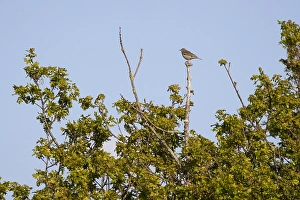 Songbird Perched On Branch Prints: Tree Pipit perched on high post
