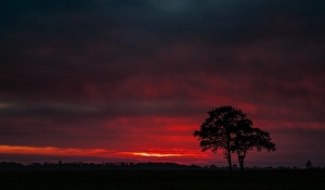 Sunset In Europe Prints: Trees at sunset