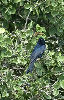 Images Dated 26th July 2007: Treurdrongo Print - Fork-tailed Drongo Image