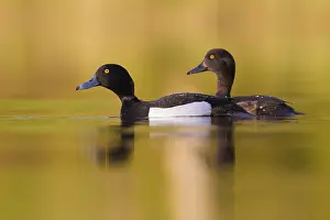 Bird Photography Finland Prints: Tufted Duck