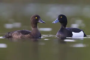Anatidae Species Images Prints: Tufted Duck