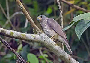 Variable Goshawk Print, Papua New Guinea