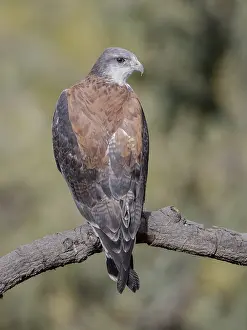 South American Bird Prints: Variable Hawk (Geranoaetus polyosoma polyosoma)