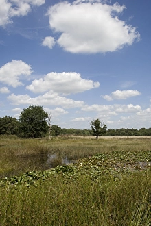 Netherlands National Parks Prints: Ven, Bog