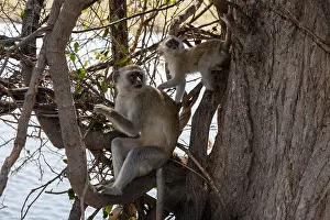 Chobe National Park Botswana Prints: A vervet monkey, Cercopithecus aethiops