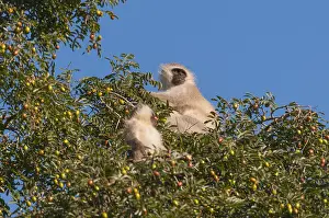 Vervet Monkey Prints: A vervet monkey and juvenile, Cercopithecus aethiops