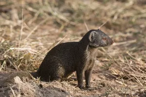 African Mammal Species Prints: A side view of a dwarf mongoose