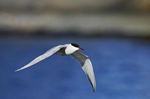Common Tern In Flight Prints: Visdief, Common Tern, Sterna hirundo