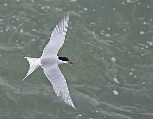 Seabird Flying Prints: Visdief, Common Tern, Sterna hirundo