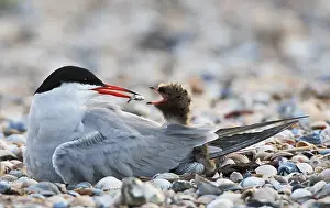 Bird Feeding Habits Prints: Visdief; Common Tern; Sterna hirundo
