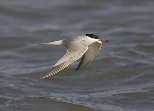 Visdief Print: A Common Tern in Flight