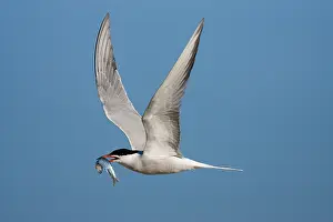 Sterna Hirundo Prints: Visdief, Common Tern, Sterna hirundo