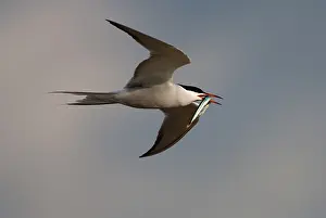 Sterna Hirundo Prints: Visdief, Common Tern, Sterna hirundo