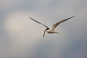 Sterna Hirundo Prints: Visdief, Common Tern, Sterna hirundo