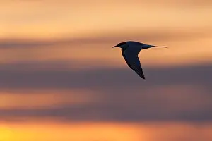 Sterna Hirundo Prints: Visdief, Common Tern, Sterna hirundo