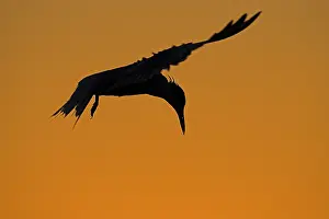 Seabird In Flight Prints: Visdief, Common Tern, Sterna hirundo