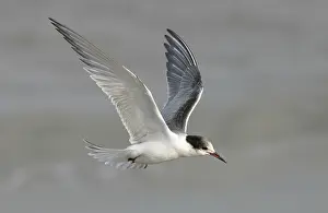 Common Tern In Flight Prints: Visdief, Common Tern, Sterna hirundo