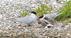 Common Tern Prints: Visdief; Common Tern; Sterna hirundo