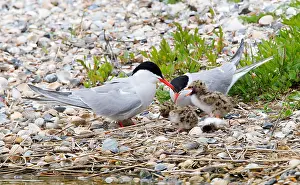 Common Tern Prints: Visdief, Common Tern, Sterna hirundo