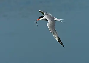 Common Tern Prints: Visdief, Common Tern, Sterna hirundo