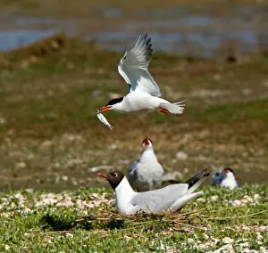 Common Tern Prints: Visdief, Common Tern, Sterna hirundo