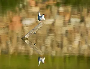 Common Tern Prints: Visdief, Common Tern, Sterna hirundo