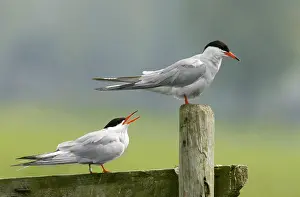 Visdief;Common Tern Print: Two Standing Birds at Fence