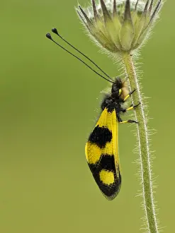 Framed Print : Vlinderhaft Owlfly Print: Ascalaphus macaronius at a Flower Framed Print : Vlinderhaft Owlfly Print: Ascalaphus macaronius at a Flower