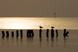 Waddenzee, Waddensea