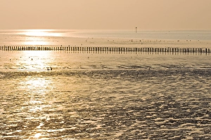 Waddenzee, Waddensea
