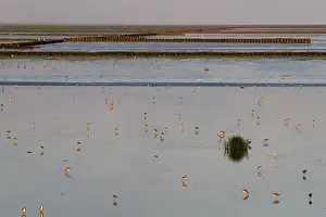 Images Dated 7th August 2011: Waddensea Print: Steltlopers in the Waddenzee