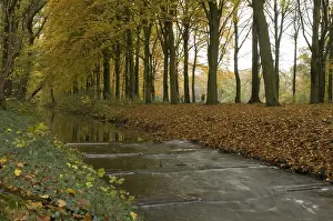 Weldammerbeek Print in Autumn