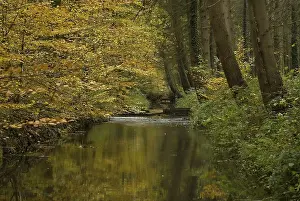 Weldammerbeek Print in Autumn Colour