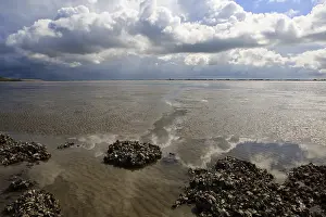 Dutch Coastline Landscape Prints: Westerschelde