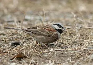 Asian Songbird Prints: White-capped Bunting
