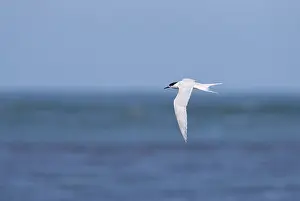Marine Bird Species Prints: White-fronted Tern, Sterna striata