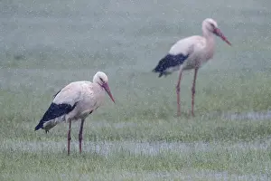 Images Dated 1st May 2018: White Stork Print: Sleet-Enshrouded Pair