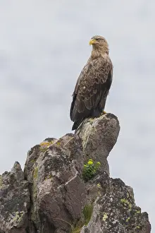 Haliaeetus Albicilla Species Prints: White-tailed Eagle