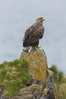 Haliaeetus Albicilla Species Prints: White-tailed Eagle