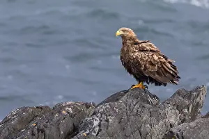 Haliaeetus Albicilla Prints: White-tailed Eagle