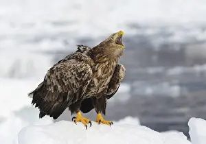 Hokkaido Japan Wildlife Prints: White-tailed eagle crying