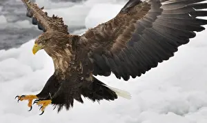 Eagle In Flight Prints: White-tailed eagle descending
