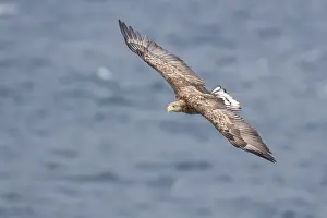 White Tailed Eagle Prints: White-tailed Eagle in flight