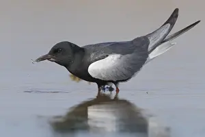 White-winged Tern Print: Adult Drinking from Water